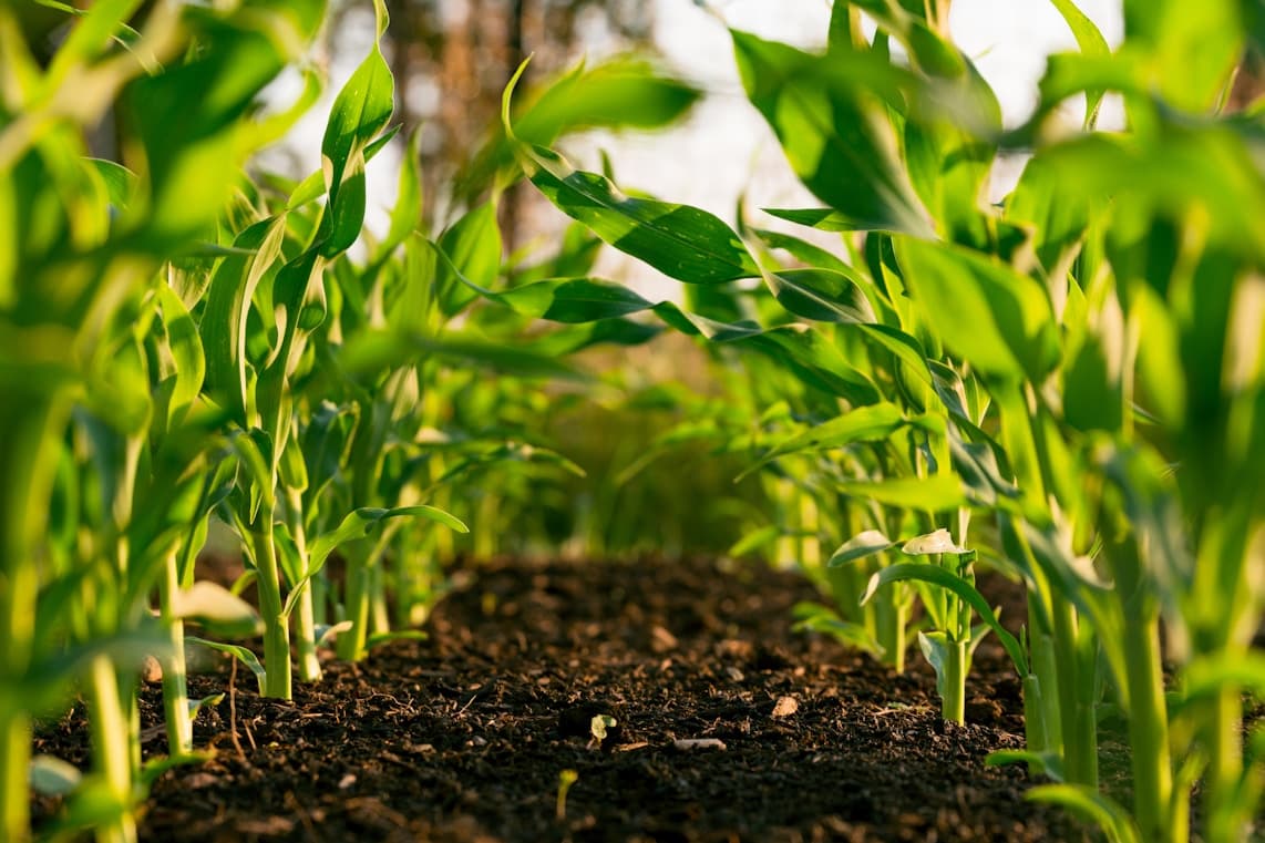 Storing Maize So It Doesn't Spoil Before You Sell