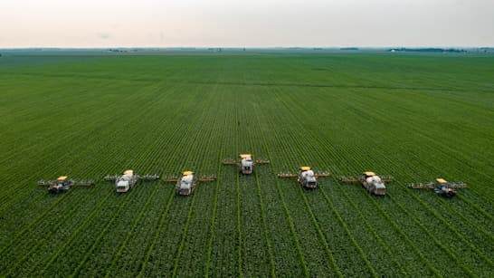 Drip lines running between rows